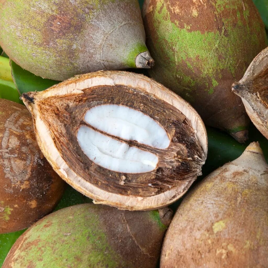BABASSU PALM